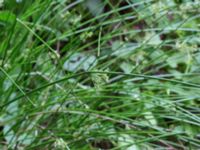 Juncus effusus Stjärneholms borgruin, Skurup, Skåne, Sweden 20170705_0101