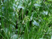 Juncus effusus Stjärneholms borgruin, Skurup, Skåne, Sweden 20170705_0102