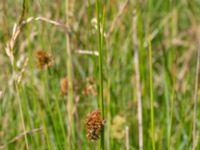 Juncus effusus Toarpsdammen, Malmö, Skåne, Sweden 20190621_0080