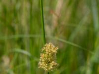 Juncus effusus Toarpsdammen, Malmö, Skåne, Sweden 20190621_0082