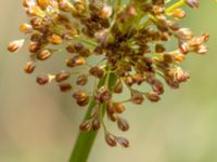 Juncus effusus Valdemarsro, Malmö, Skåne, Sweden 20150801_0012