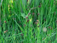 Juncus ensifolius Ängavallsparken, Vellinge, Skåne, Sweden 20240627_0019