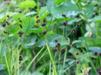 Juncus ensifolius Hörneboda, Broby, Östra Göinge, Skåne, Sweden 20180727_0072