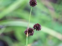 Juncus ensifolius Hörneboda, Broby, Östra Göinge, Skåne, Sweden 20180727_0075