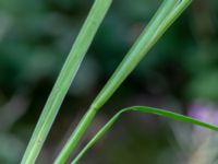 Juncus ensifolius Hörneboda, Broby, Östra Göinge, Skåne, Sweden 20180727_0076