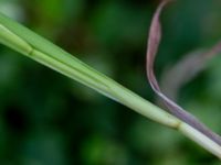 Juncus ensifolius Hörneboda, Broby, Östra Göinge, Skåne, Sweden 20180727_0077