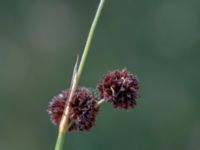 Juncus ensifolius Hörneboda, Broby, Östra Göinge, Skåne, Sweden 20180727_0082