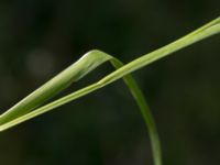 Juncus ensifolius Hörneboda, Broby, Östra Göinge, Skåne, Sweden 20180727_0083