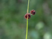 Juncus ensifolius Hörneboda, Broby, Östra Göinge, Skåne, Sweden 20180727_0085