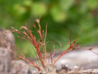 Juncus foliosus Lärkesholmssjön, Örkelljunga, Skåne, Sweden 20180711_0198