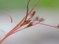 Juncus foliosus Lärkesholmssjön, Örkelljunga, Skåne, Sweden 20180711_0200