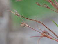 Juncus foliosus Lärkesholmssjön, Örkelljunga, Skåne, Sweden 20180711_0202