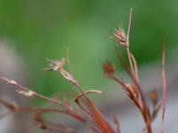 Juncus foliosus Lärkesholmssjön, Örkelljunga, Skåne, Sweden 20180711_0203