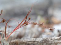 Juncus foliosus Lärkesholmssjön, Örkelljunga, Skåne, Sweden 20180711_0206