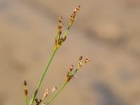 Juncus gerardii ssp. gerardii Brofästet, Lernacken, Malmö, Skåne, Sweden 20150628_0213