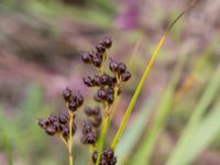 Juncus gerardii ssp. gerardii Bunkern, Tygelsjö ängar, Malmö, Skåne, Sweden 20150724_0048