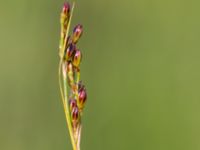 Juncus gerardii ssp. gerardii Gessie villastad, Vellinge, Skåne, Sweden 20150621_0037