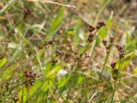 Juncus gerardii ssp. gerardii Terekudden, Bunkeflo strandängar, Malmö, Skåne, Sweden 20150724_0016