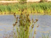 Juncus inflexus Björkadammen, Malmö, Skåne, Sweden 20150804_0165