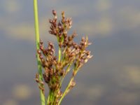 Juncus inflexus Björkadammen, Malmö, Skåne, Sweden 20150804_0168