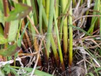 Juncus inflexus Björkadammen, Malmö, Skåne, Sweden 20150804_0171