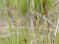 Juncus inflexus Husie mosse, Malmö, Skåne, Sweden 20150719_0054