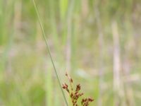 Juncus inflexus Husie mosse, Malmö, Skåne, Sweden 20150719_0055