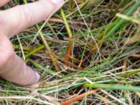 Juncus inflexus Norra Fäladen, Lund, Skåne, Sweden 20151101_0013