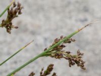 Juncus inflexus Valdemarsro, Malmö, Skåne, Sweden 20150802_0001