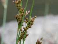 Juncus inflexus Valdemarsro, Malmö, Skåne, Sweden 20150802_0002