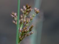 Juncus inflexus Valdemarsro, Malmö, Skåne, Sweden 20150802_0003