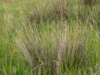 Juncus maritimus Bakdjupet, Skanör, Falsterbohalvön, Vellinge, Skåne, Sweden 20160702_0017