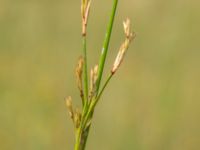 Juncus maritimus Lertagsdammen, Klagshamns udde, Malmö, Skåne, Sweden 20160708_0008