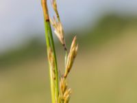 Juncus maritimus Lertagsdammen, Klagshamns udde, Malmö, Skåne, Sweden 20160708_0009