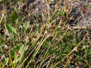 Juncus squarrosus - Heath Rush - Borsttåg