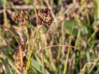 Juncus squarrosus Skanörs ljung, Falsterbohalvön, Vellinge, Skåne, Sweden 20150823_0002