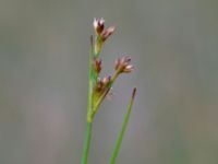 Juncus squarrosus Toarpsdammen, Malmö, Skåne, Sweden 20190621_0104