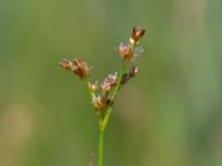 Juncus squarrosus Toarpsdammen, Malmö, Skåne, Sweden 20190621_0188