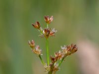 Juncus squarrosus Toarpsdammen, Malmö, Skåne, Sweden 20190621_0191