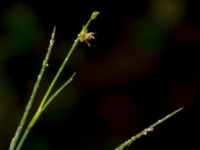 Juncus stygius Svarten, Varberg, Halland, Sweden 20190715_0701