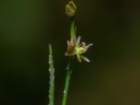 Juncus stygius Svarten, Varberg, Halland, Sweden 20190715_0702