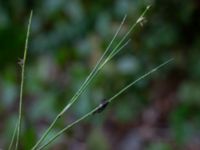 Juncus stygius Svarten, Varberg, Halland, Sweden 20190715_0703