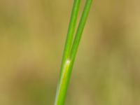 Juncus subnodulosus 90 m WSW Åkerslätt, Bunkeflostrand, Malmö, Skåne, Sweden 20200805_0067