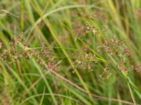 Juncus subnodulosus 90 m WSW Åkerslätt, Bunkeflostrand, Malmö, Skåne, Sweden 20200805_0073