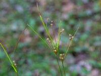 Juncus tenuis Havgårdsnäs, Hässleholm, Skåne, Sweden 20180826_0076