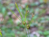 Juncus tenuis Havgårdsnäs, Hässleholm, Skåne, Sweden 20180826_0077