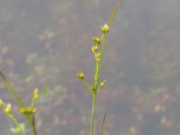 Juncus tenuis Kärråkra, Hässleholm, Skåne, Sweden 20240702_0068