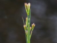 Juncus tenuis Kungsmarken, Lund, Skåne, Sweden 20170624_0077