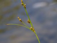 Juncus tenuis Måryd, Lund, Skåne, Sweden 20150902_0010