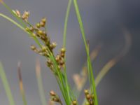 Juncus tenuis Måryd, Lund, Skåne, Sweden 20150902_0012